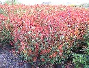 Photinia fraseri 'Red Robin'